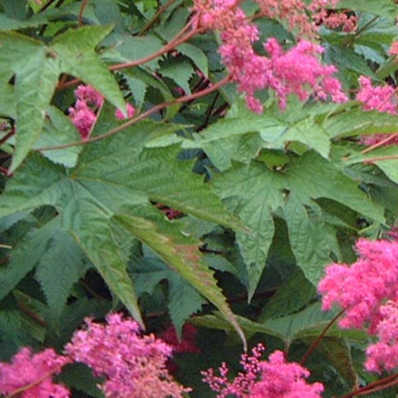 Filipendula purpurea (Follaje)