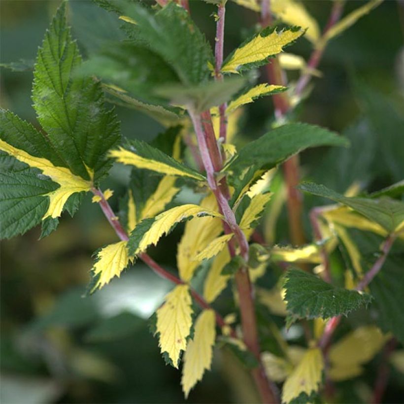 Filipendula ulmaria Variegata (Follaje)