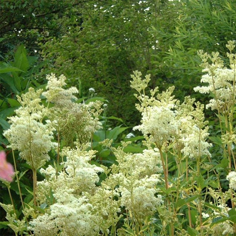 Filipendula ulmaria Variegata (Floración)