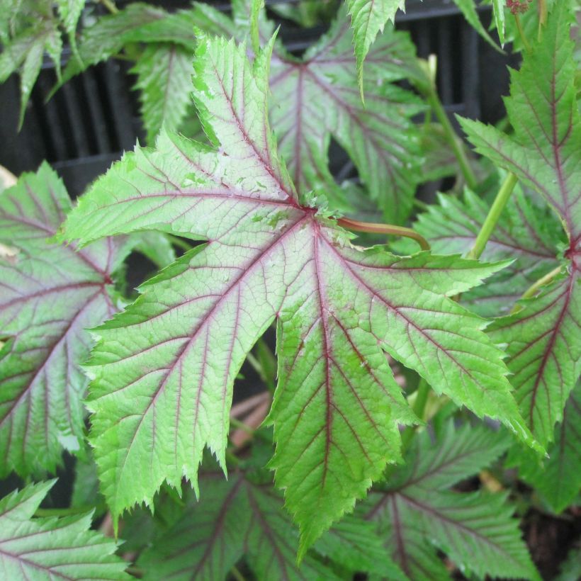 Filipendula Red Umbrellas (Follaje)