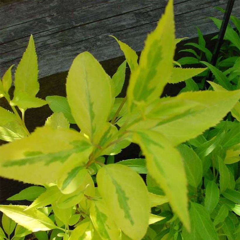 Forsythia intermedia Minigold (Follaje)