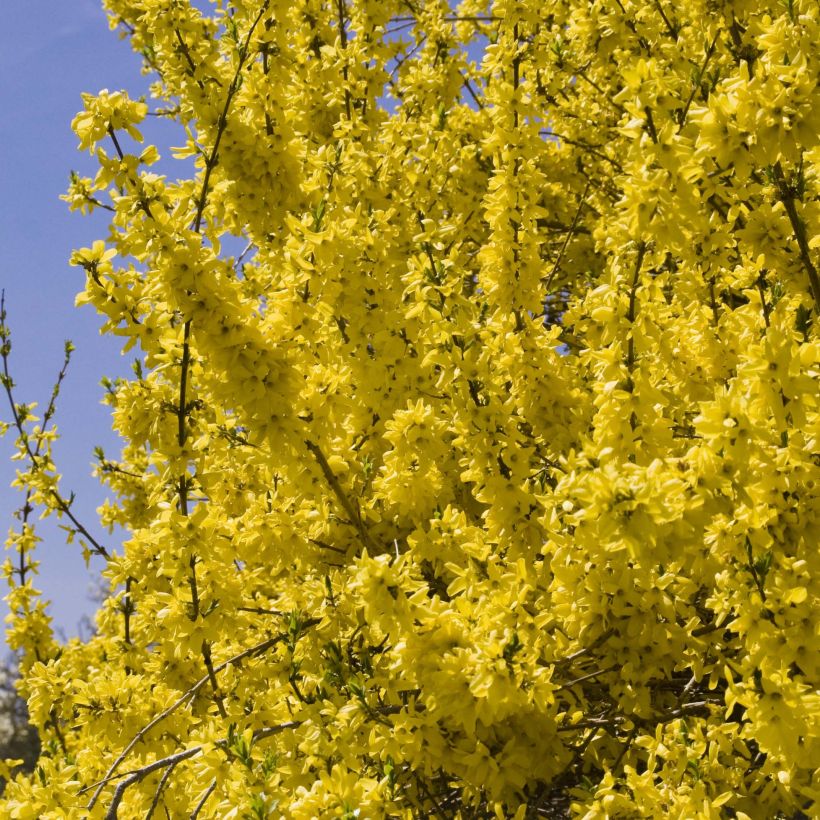 Forsythia intermedia Minigold (Floración)