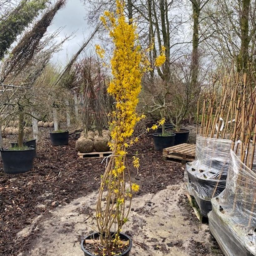 Forsythia intermedia Week-end - Mimosa de Paris - Pot de 50L/55L Ejemplar entregado en la primavera