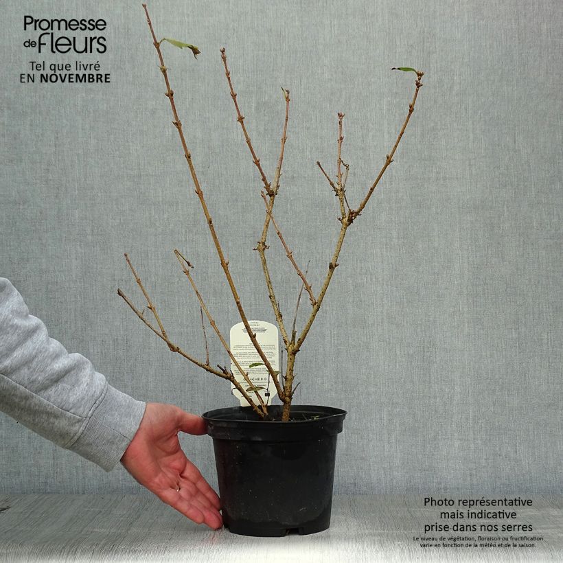 Ejemplar de Forsythia x intermedia Gold Rausch - Mimosa de Paris Pot de 2L/3L entregado en otoño