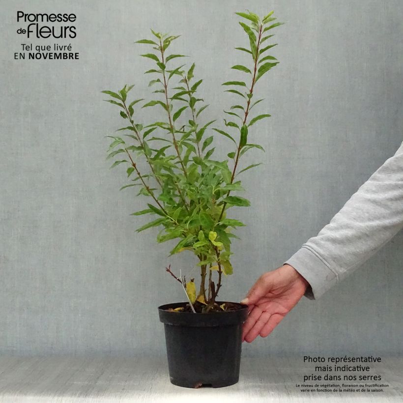 Ejemplar de Forsythia (x) intermedia Minigold - Mimosa de Paris Pot de 2L/3L entregado en otoño