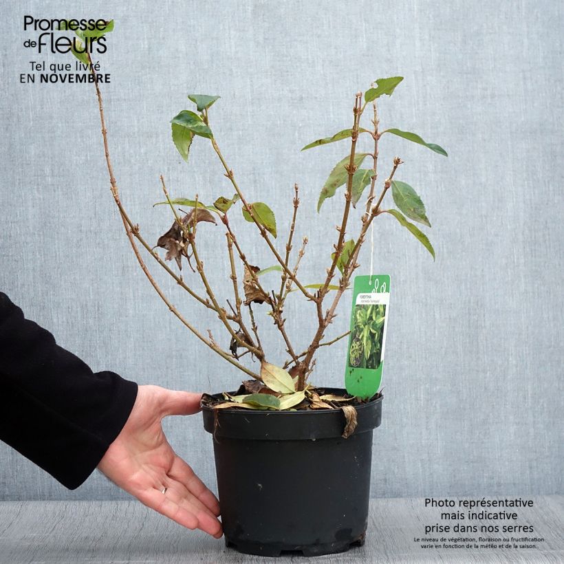 Ejemplar de Forsythia x intermedia Variegata - Mimosa de Paris panaché Pot de 3L/4L entregado en otoño