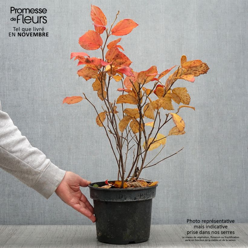 Ejemplar de Fothergilla gardenii Suzanne - Pot de 4L/5L entregado en otoño