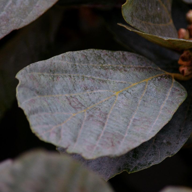 Fothergilla intermedia Blue Shadow (Follaje)