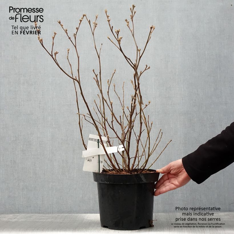 Fothergilla major - Grand Fothergilla en pot de 7,5L/10L Ejemplar entregado en invierno