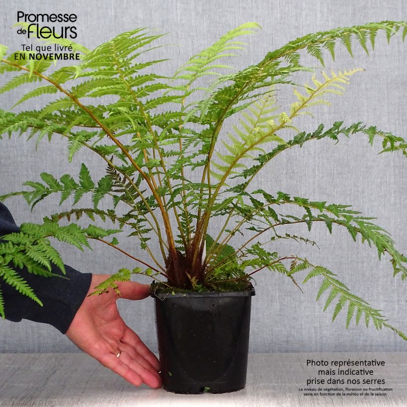 Ejemplar de Fougère arborescente - Dicksonia antarctica - Pot de 2L/3L entregado en otoño