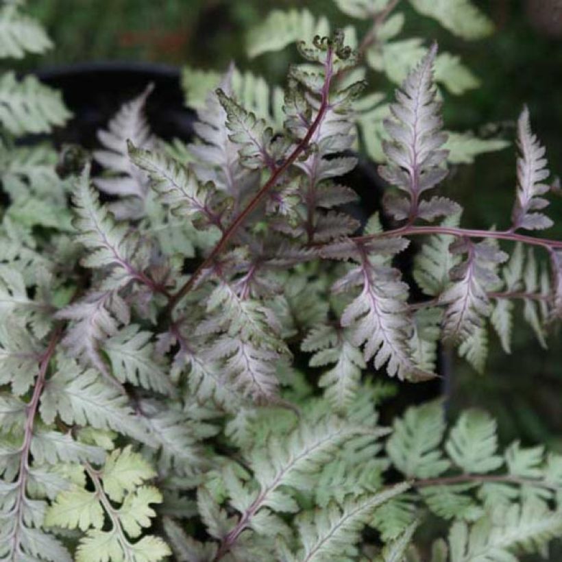 Athyrium niponicum var. pictum - Helecho pintado japonés (Follaje)