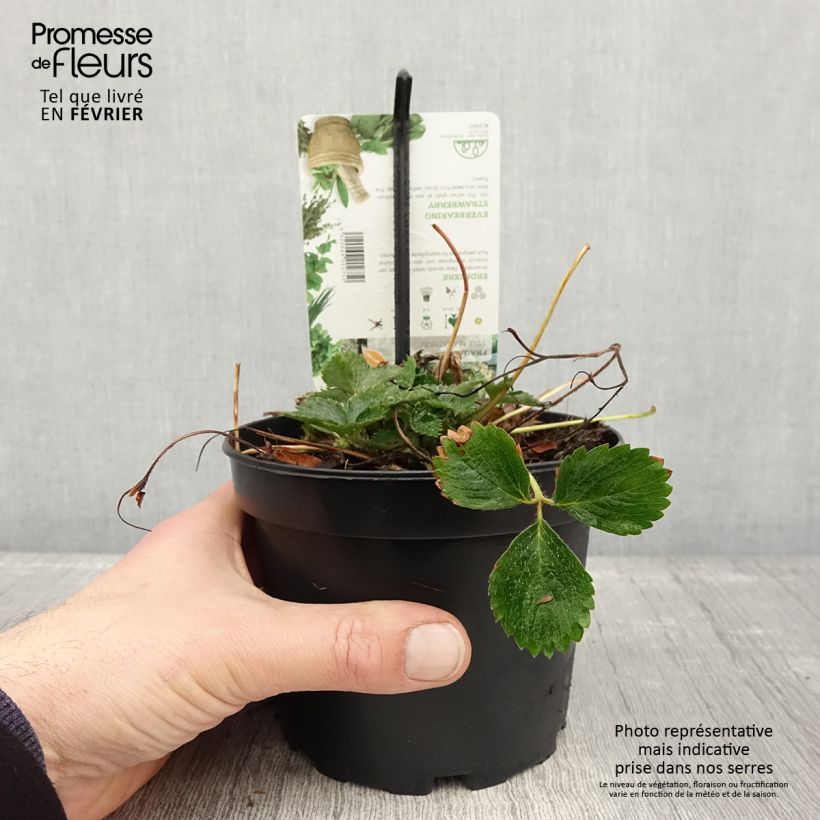 Fragaria Pink Marathon (remontant) - Fraise des bois Pot de 1,5L/2L Ejemplar entregado en invierno