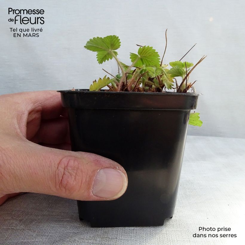 Fragaria vesca Alexandria - fraisier des bois Godet de 9cm Ejemplar entregado en invierno