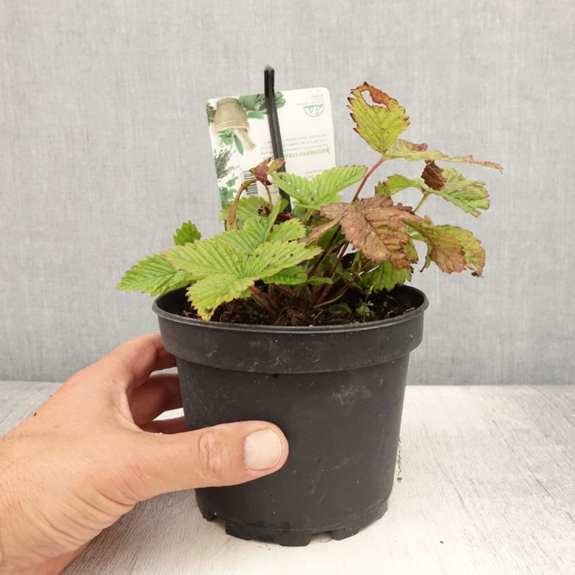 Ejemplar de Fraisier Capron - Fragaria moschata Pot de 1,5L/2L entregado en verano