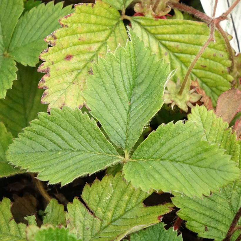 Fresa almizcle - Fragaria moschata (Follaje)