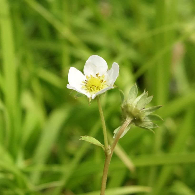 Fresa Charlotte (Floración)