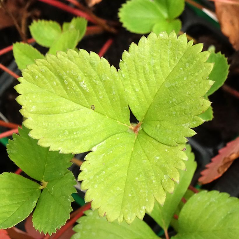 Fresa Ciflorette (Follaje)