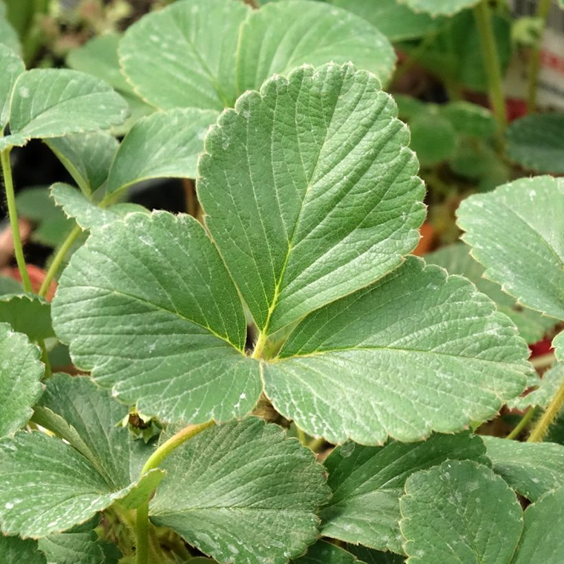 Fresa White Pineberry (Follaje)