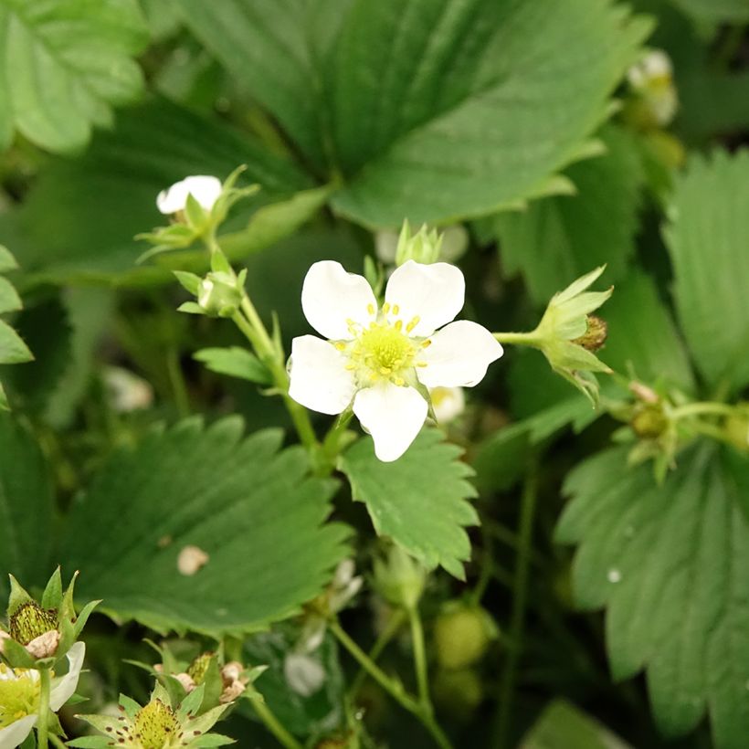 Fresa White Pineberry (Floración)