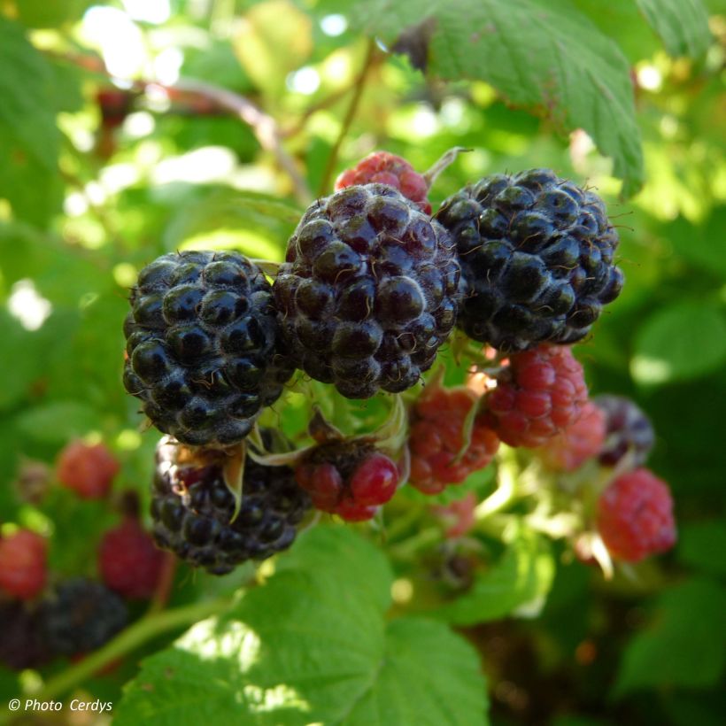 Frambuesa negra Black Jewel (Cosecha)