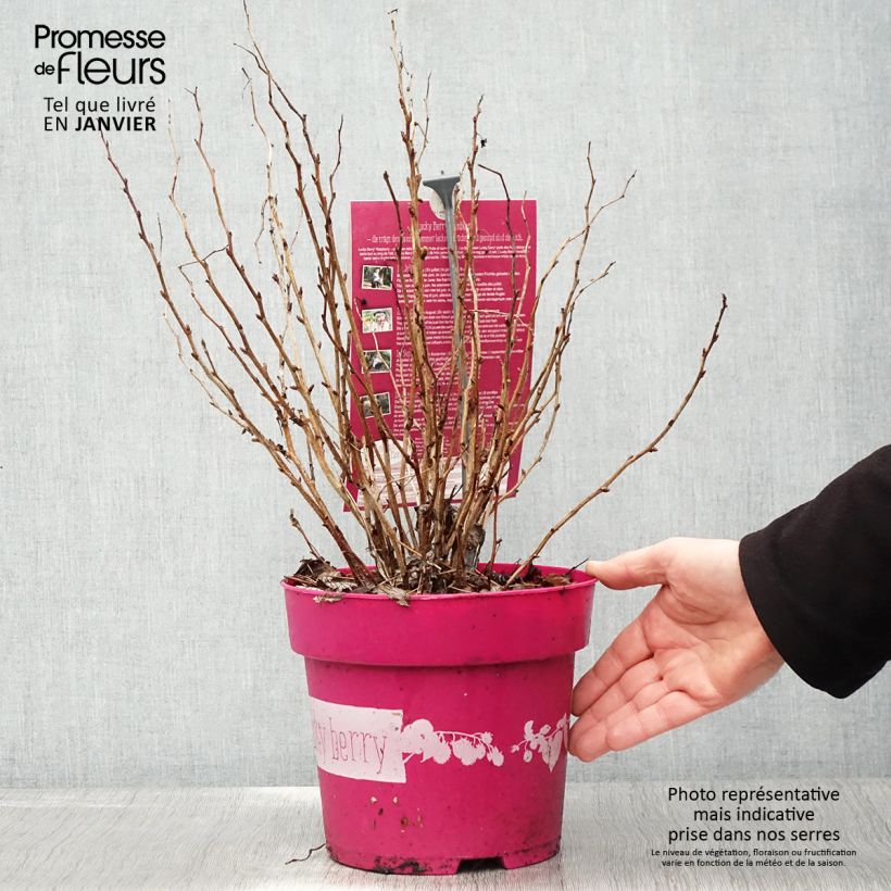 Framboisier nain remontant Lucky Berry - Rubus idaeus - Pot de 4L/5L Ejemplar entregado en invierno