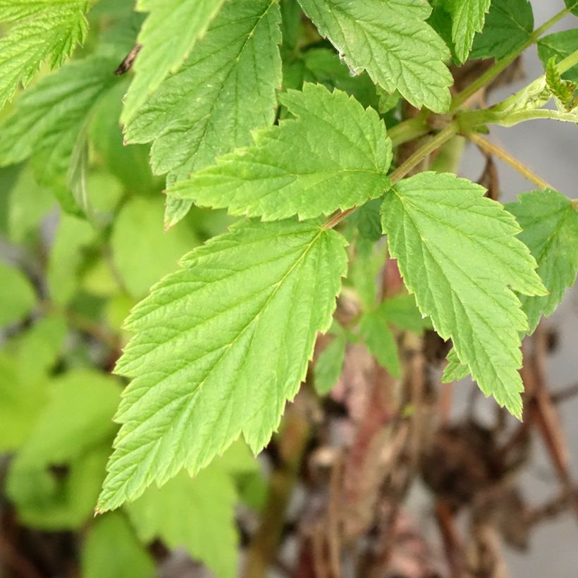 Frambuesa Primeberry Autumn Wildy (Follaje)