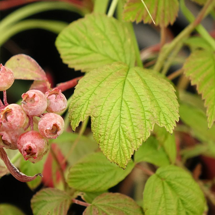 Frambuesa Scepter (Follaje)