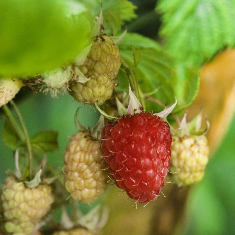 Frambuesa Zefa Herbsternte (Cosecha)