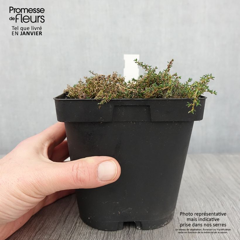 Frankenia laevis - Bruyère marine Pot de 2/3 L Ejemplar entregado en invierno