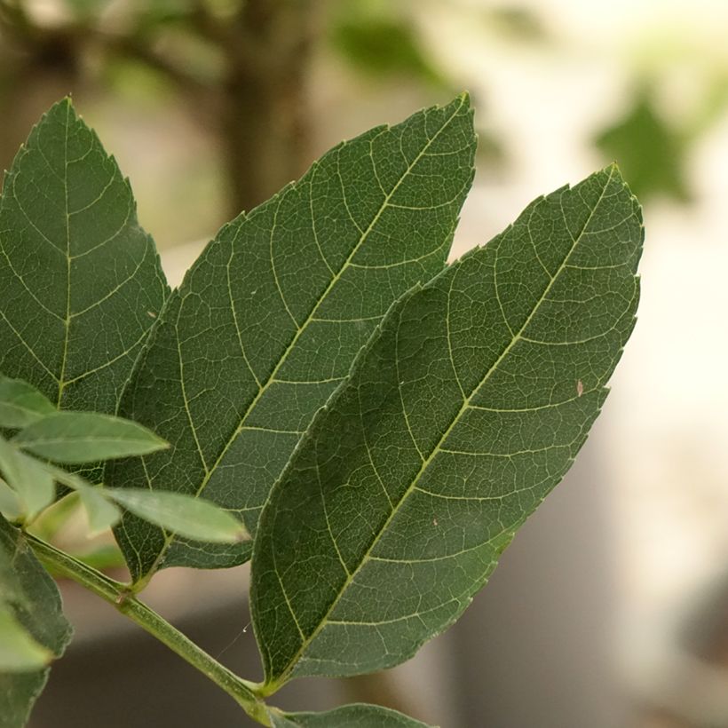 Fresno norteño Abiona - Fraxinus excelsior (Follaje)