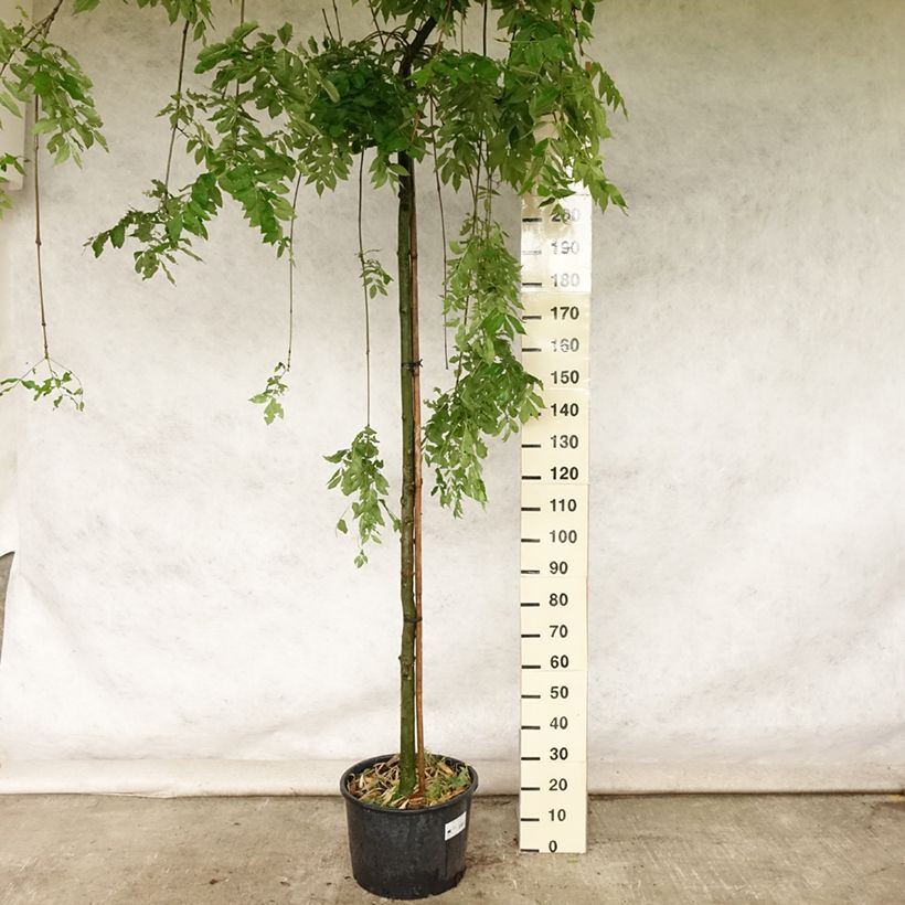 Ejemplar de Fresno norteño Pendula - Fraxinus excelsior Maceta 30L/35LAltura de entrega aprox. 250cm entregado en verano