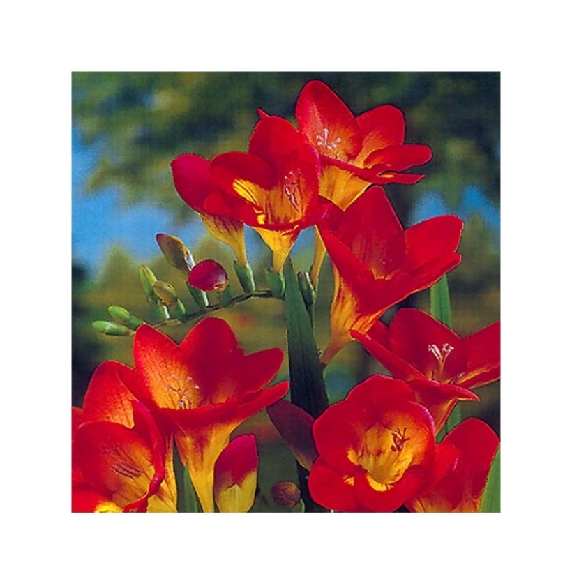 Freesia hybrida Simple Red (Floración)