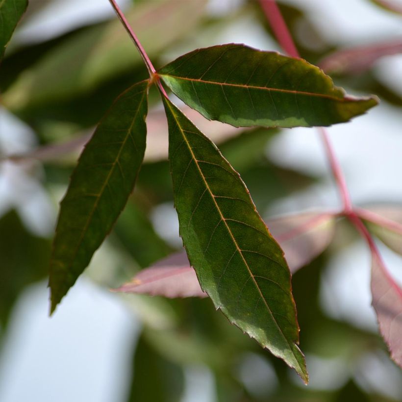 Fresno de hoja estrecha - Fraxinus angustifolia Raywood (Follaje)