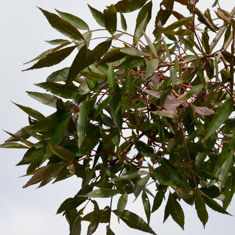 Ejemplo de ejemplar de Fresno de hoja estrecha - Fraxinus angustifolia Raywood tal y como se entrega