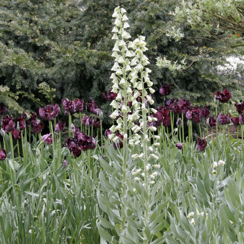 Ejemplo de ejemplar de Fritillaria persica Ivory Bells - Fritillaire de Perse Bulbe tal y como se entrega