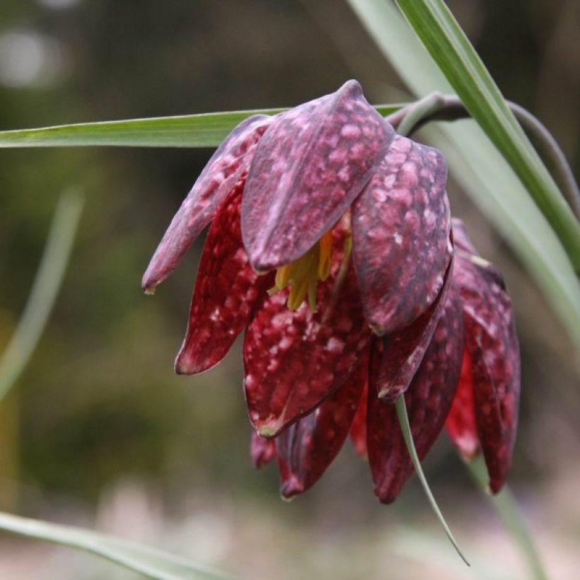 Fritillaria meleagris - Tablero de damas (Floración)