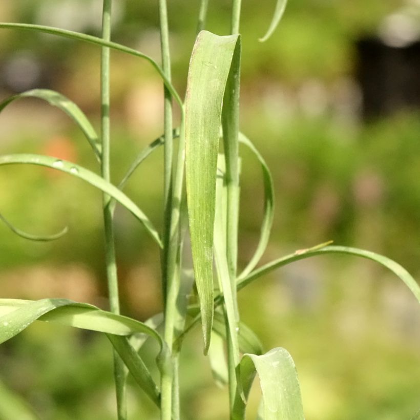 Fritillaria meleagris - Tablero de damas (Follaje)