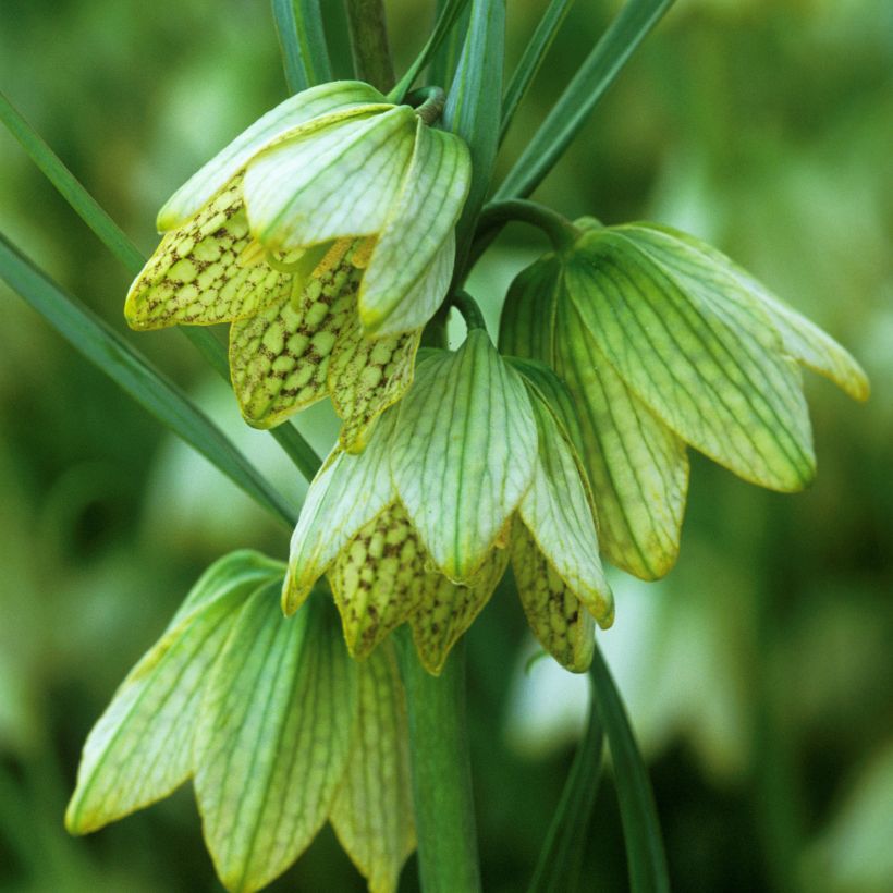 Fritillaria thunbergii (Floración)