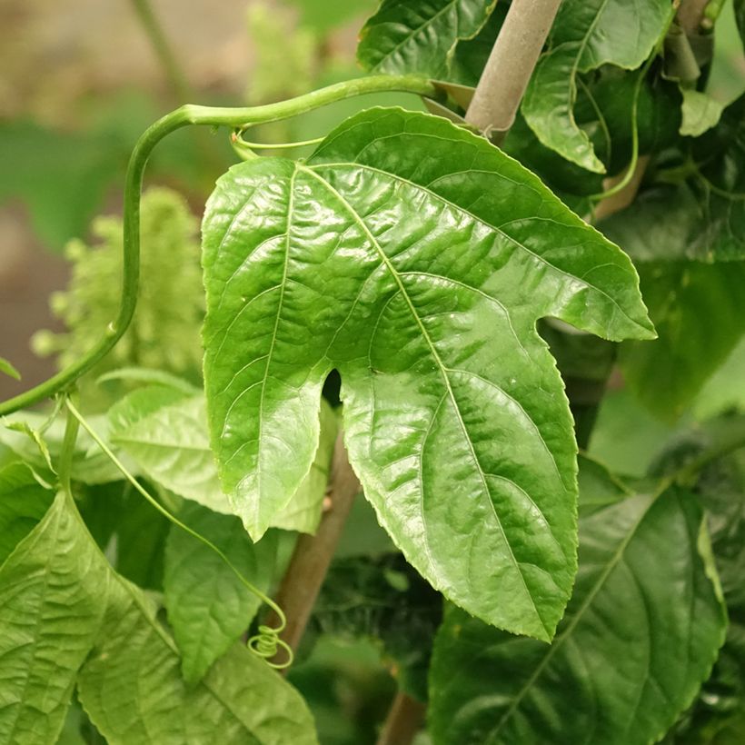 Maracuyá - Passiflora edulis (Follaje)