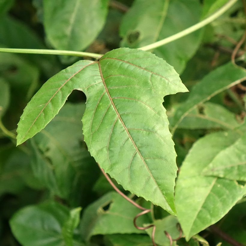 Maracuyá - Passiflora edulis f. flavicarpa (Follaje)