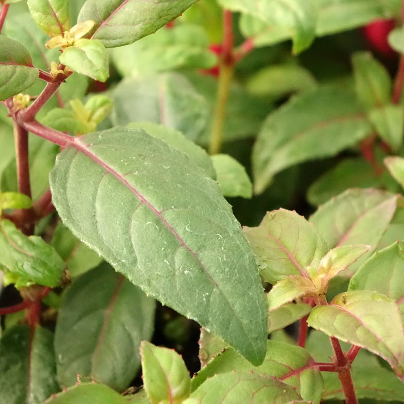 Fucsia Bernadette (Follaje)