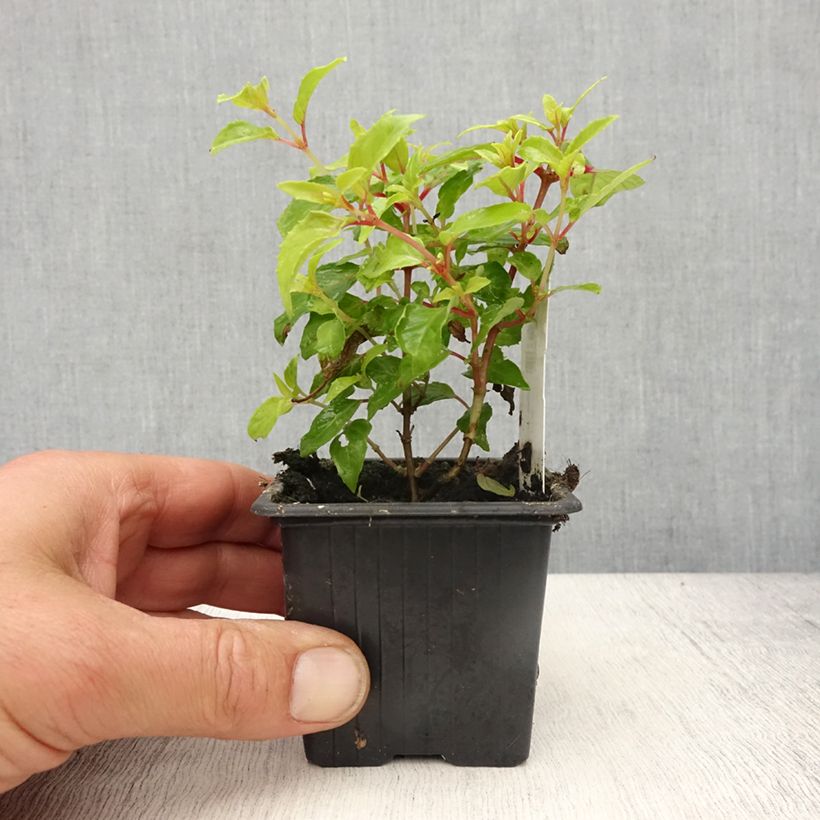 Fuchsia Genii  - Godet de 8/9 cm Ejemplar entregado en la primavera