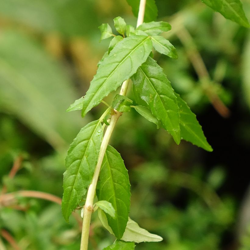 Fucsia magellanica Arauco (Follaje)