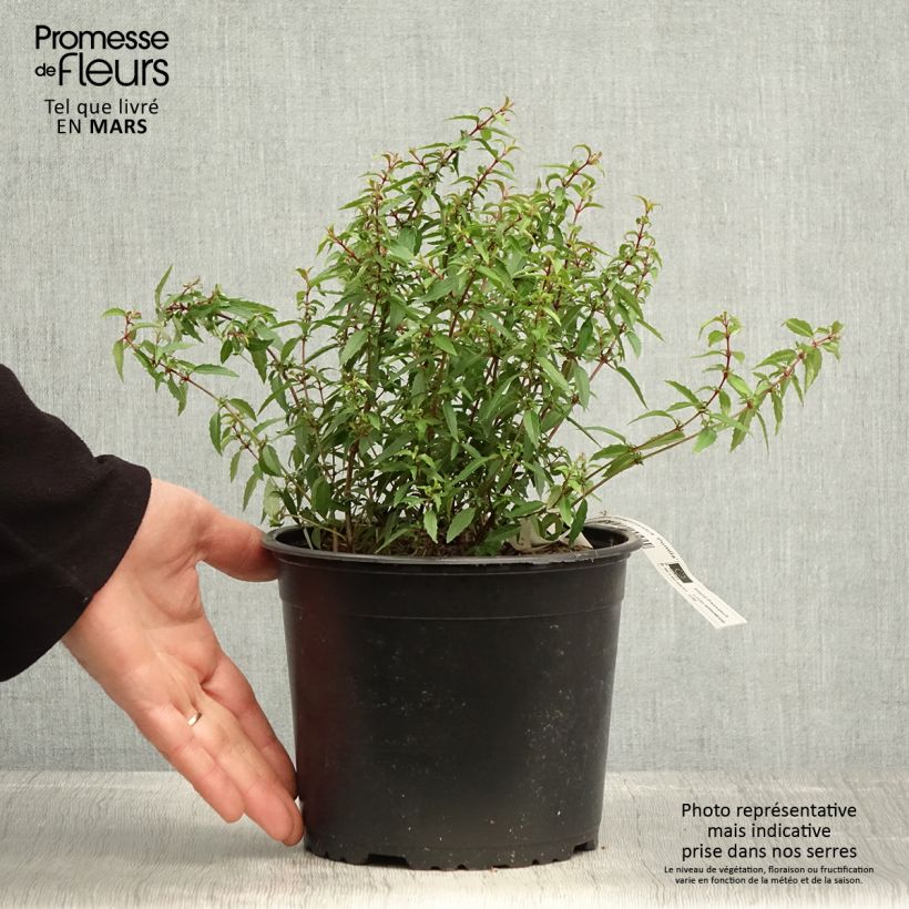 Fuchsia magellanica Pumila - Pot de 3L/4L Ejemplar entregado en la primavera