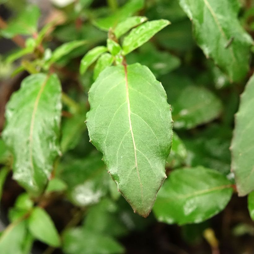 Fucsia magellanica Riccartonii (Follaje)