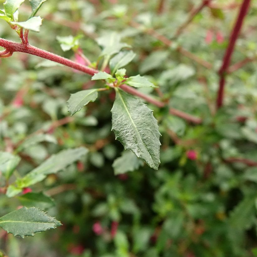 Fucsia microphylla subsp. microphylla (Follaje)