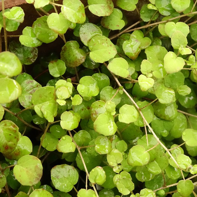 Fucsia procumbens (Follaje)