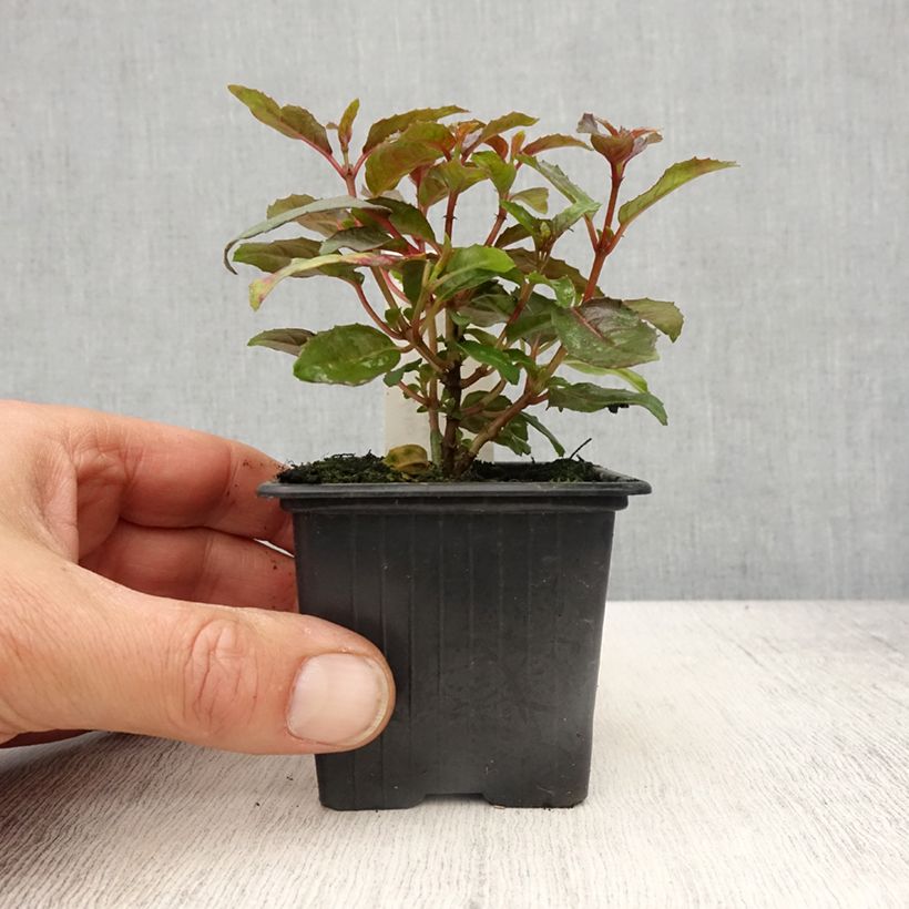 Fuchsia rustique Alice Hoffman - Godet de 8/9 cm Ejemplar entregado en la primavera