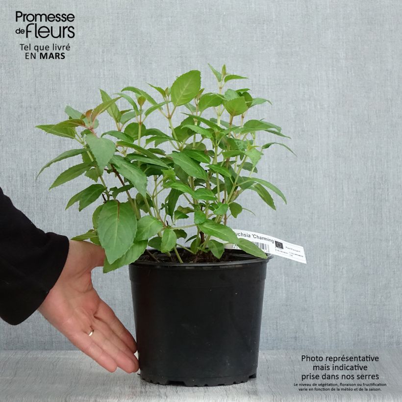 Fuchsia rustique Charming - Pot de 3L/4L Ejemplar entregado en la primavera