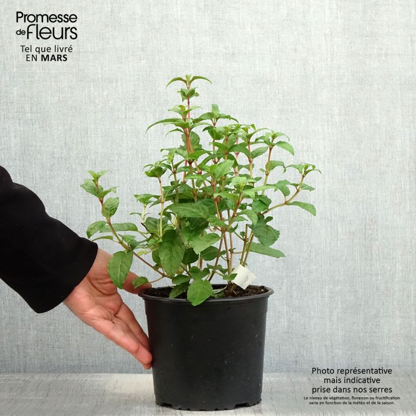 Fuchsia rustique Connie - Pot de 3L/4L Ejemplar entregado en la primavera